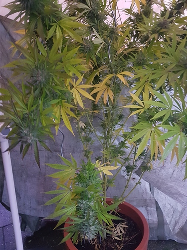 Growreport Bild 8