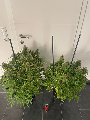 Growreport Bild 5