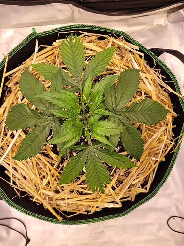 Growreport Bild 9