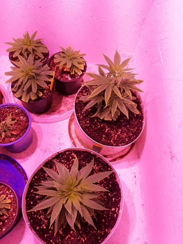 Growreport Bild 4