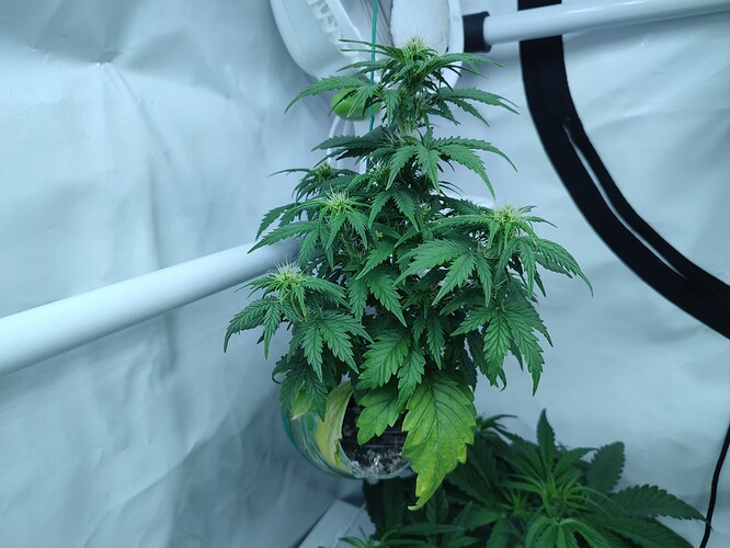 Growreport Bild 44