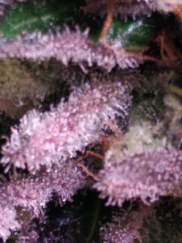 Growreport Bild 7