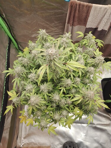 Growreport Bild 15