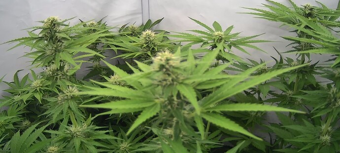 Growreport Bild 11