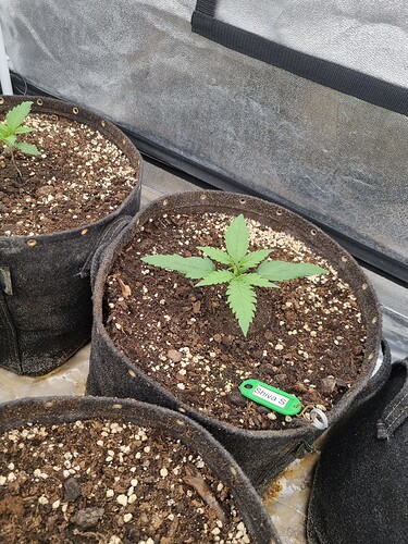 Growreport Bild 57