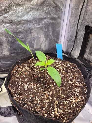 Growreport Bild 4