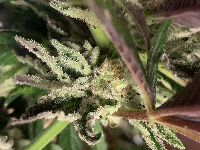 Growreport Bild 7