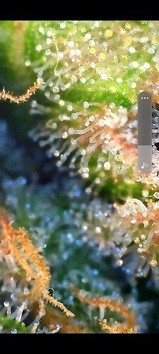 Growreport Bild 17