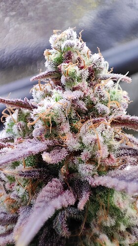 Growreport Bild 7