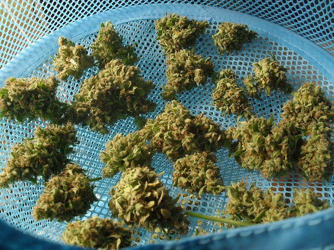 Growreport Bild 3