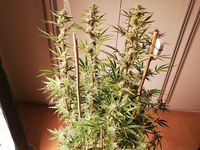 GG#2_231217-2