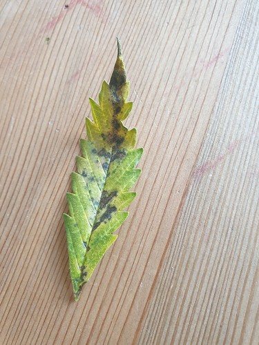 Growreport Bild 1