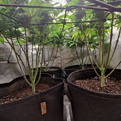 Growreport Bild 12