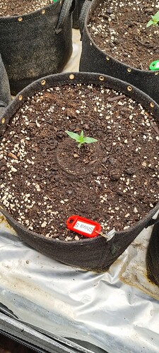 Growreport Bild 40