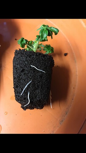 Growreport Bild 2