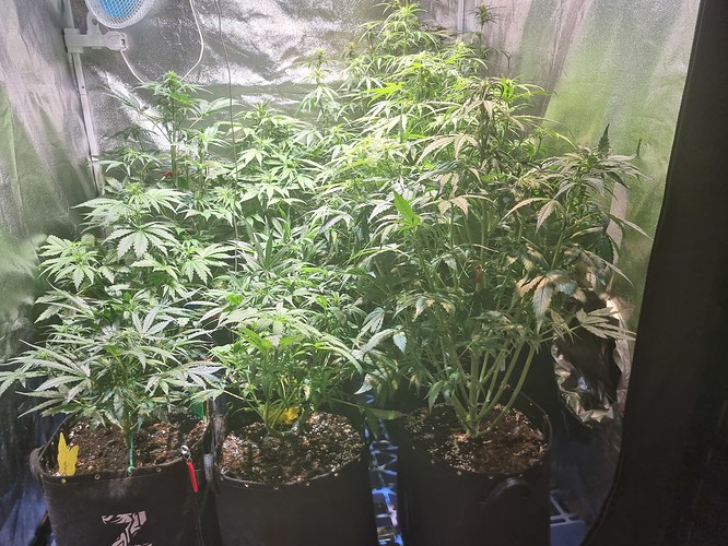 Growreport Bild 3