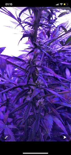 Growreport Bild 3