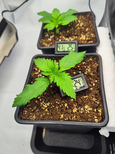 Growreport Bild 4
