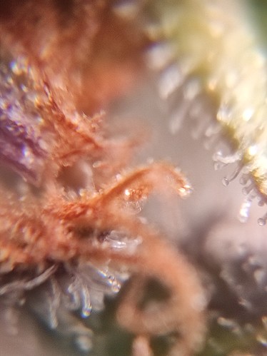 Growreport Bild 9