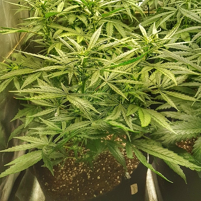 Growreport Bild 8