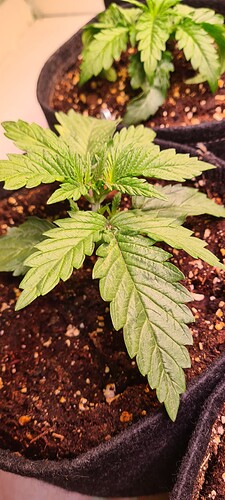 Growreport Bild 10