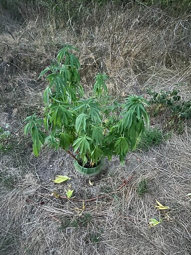 Growreport Bild 4