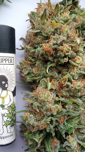 Growreport Bild 34