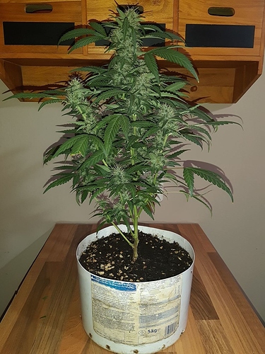 Growreport Bild 4