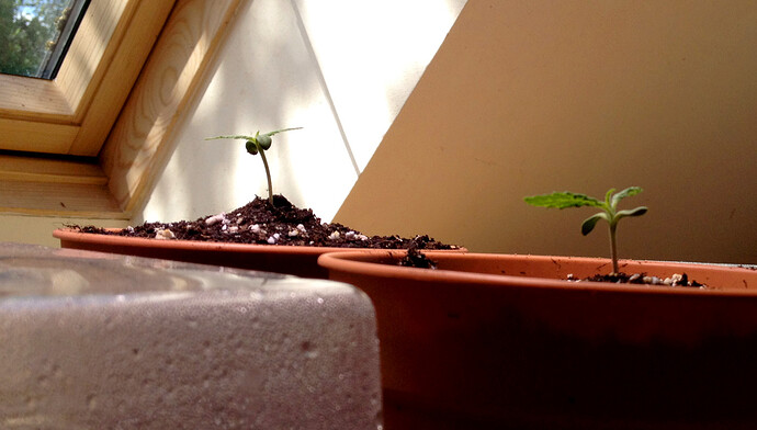 Growreport Bild 43