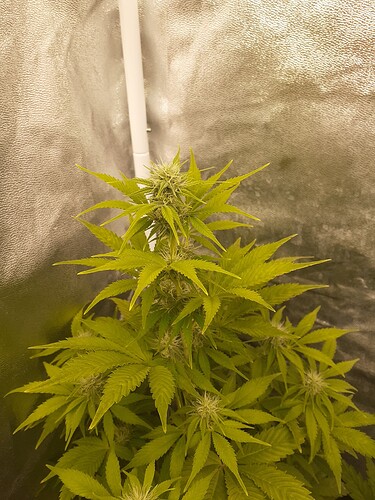 Growreport Bild 4