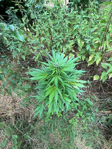 Growreport Bild 1