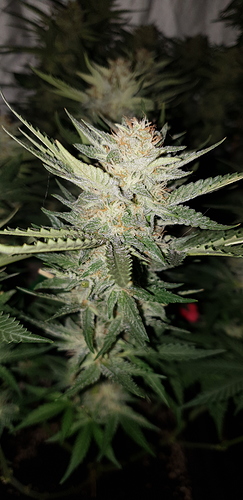 Growreport Bild 12