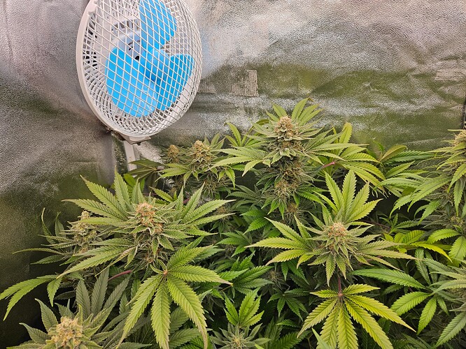Growreport Bild 32