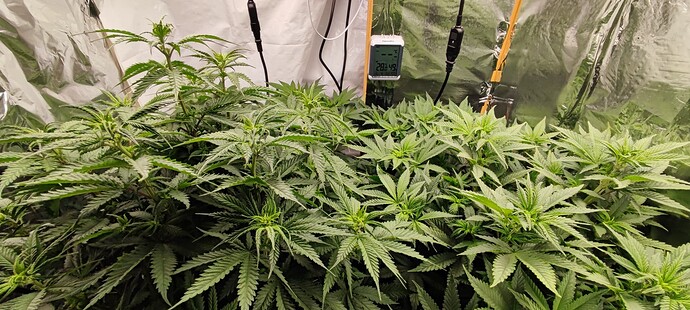Growreport Bild 7