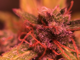 Growreport Bild 28