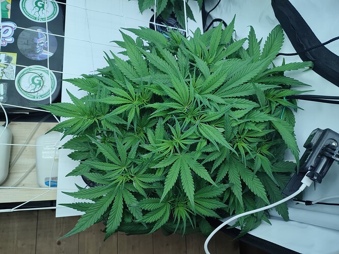 Growreport Bild 12