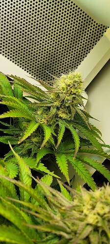 Growreport Bild 3