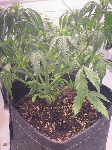 Growreport Bild 3