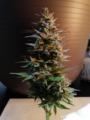 Growreport Bild 4