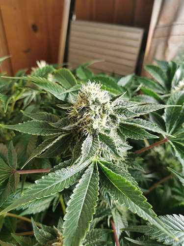 Growreport Bild 12