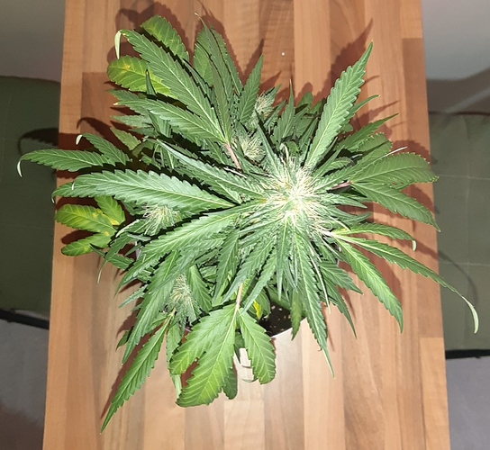 Growreport Bild 8
