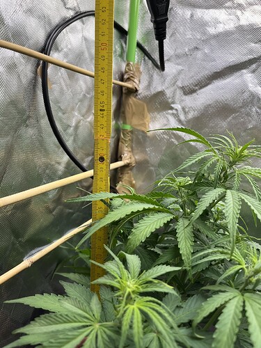 Growreport Bild 3