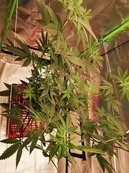 Growreport Bild 8