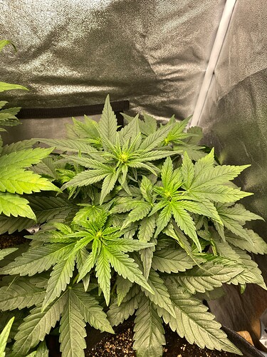 Growreport Bild 11