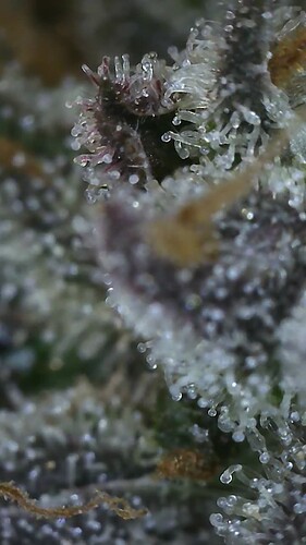 Growreport Bild 12