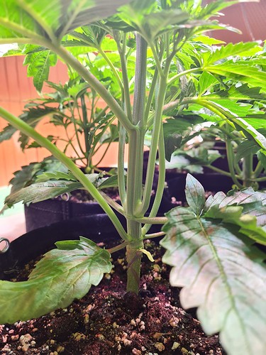 Nahaufnahme des Stammes einer jungen Cannabispflanze mit mehreren Verzweigungen, die aus dem Hauptstamm austreten. Die Pflanze steht in einem dunklen Stofftopf mit Erde.