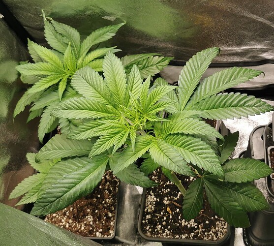 Growreport Bild 19