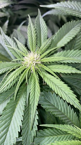 Growreport Bild 13