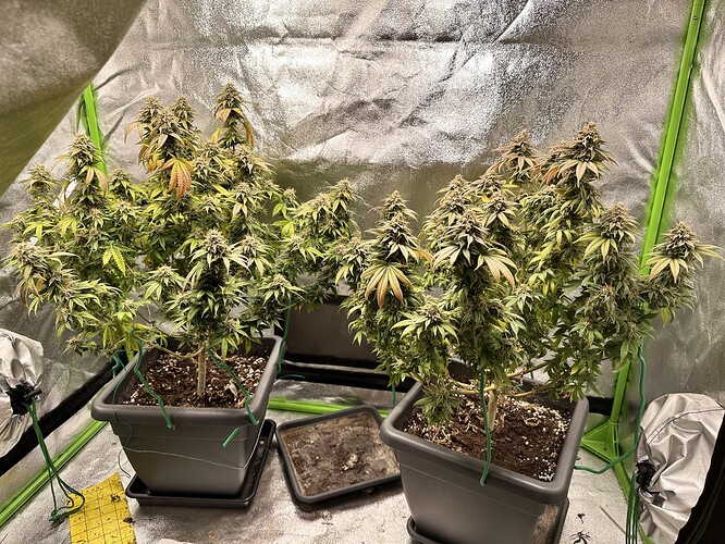 Growreport Bild 6