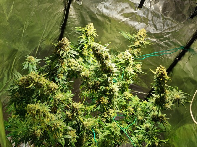 Growreport Bild 36